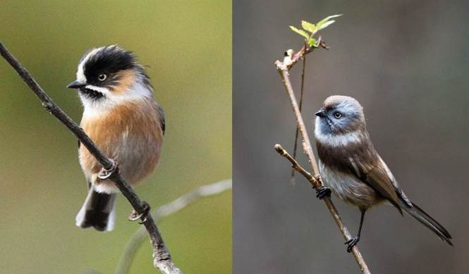 Black-browed Tit and Sooty Tit