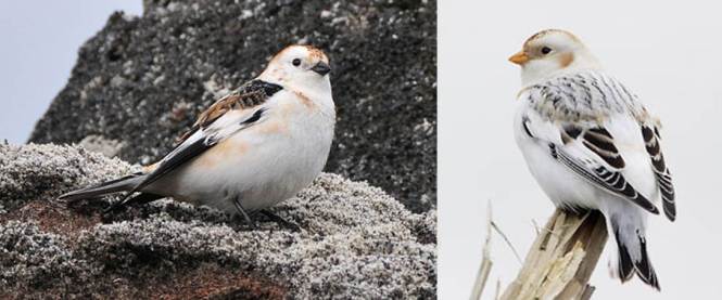 Snow Bunting and McKay's Bunting
