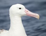 Procellariiformes (albatrosses, shearwaters and petrels)