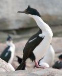 Suliformes (gannets, boobies, cormorants)
