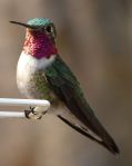 Apodiformes (swifts and hummingbirds)