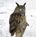 Strigiformes (owls)