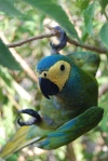 Psittaciformes (parrots and parakeets)