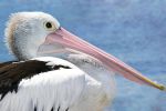 Pelicaniformes (pelicans, cormorants, etc.)