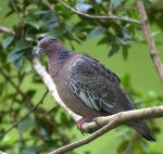 Columbiformes (pigeons and doves)