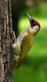 Piciformes (woodpeckers)
