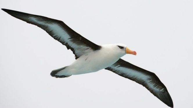black-browed albatross.jpg