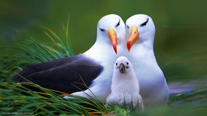 black-browed albatross.jpg