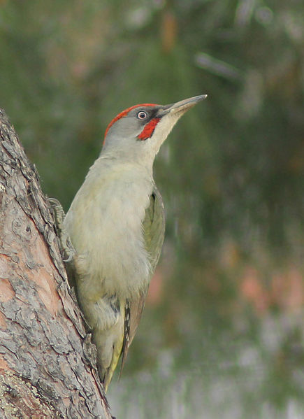 Eurasian Green Woodpecker feeding