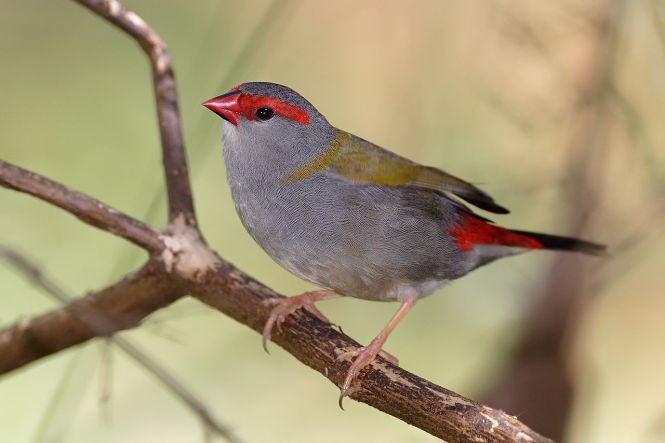 Red_browed_finch02