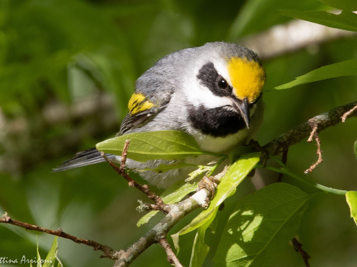 Warblers might attain yellow plumage color with a little help from their bacterial friends