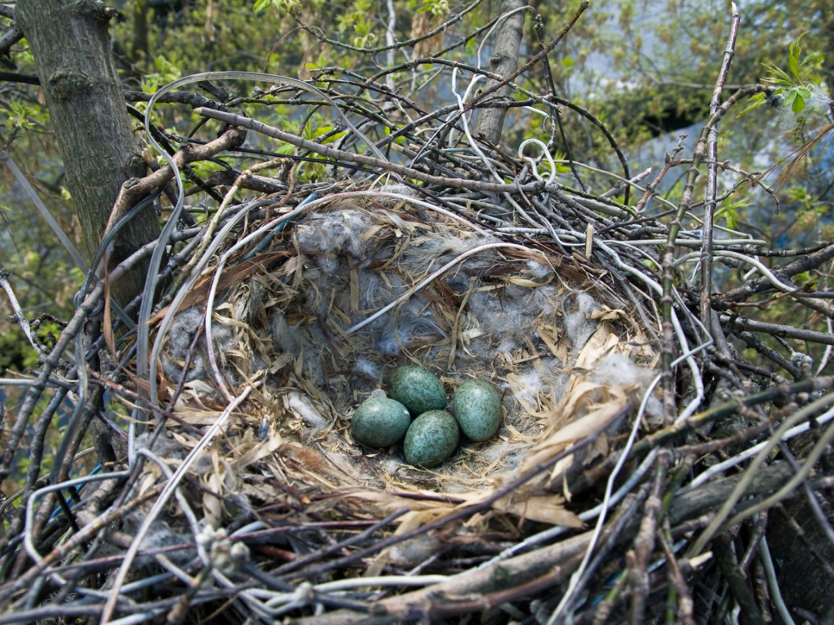 Nest design and migration influence conformity to Bergmann’s Rule