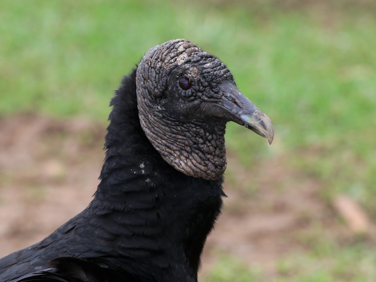 Hybrid hoax: A fake cross between Black Vulture and Turkey Vulture